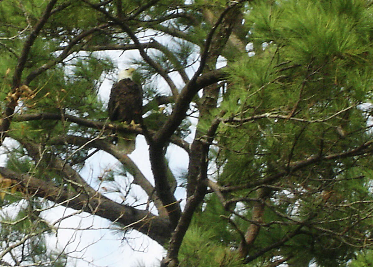 Shown is one of a pair of bald eagles that have been building a nest in Paul and Elsie White's backyard since before Christmas. The retired couple marvel at their new neighbors and hope they'll stick around.