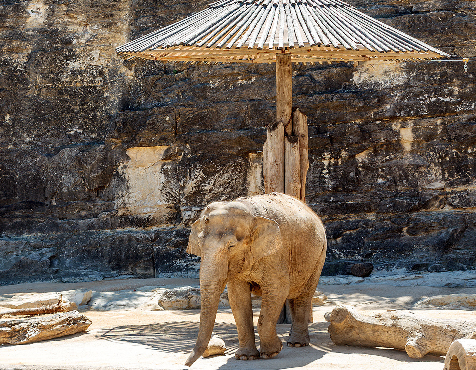 San Antonio Zoo's only elephant will remain, despite relocation rule