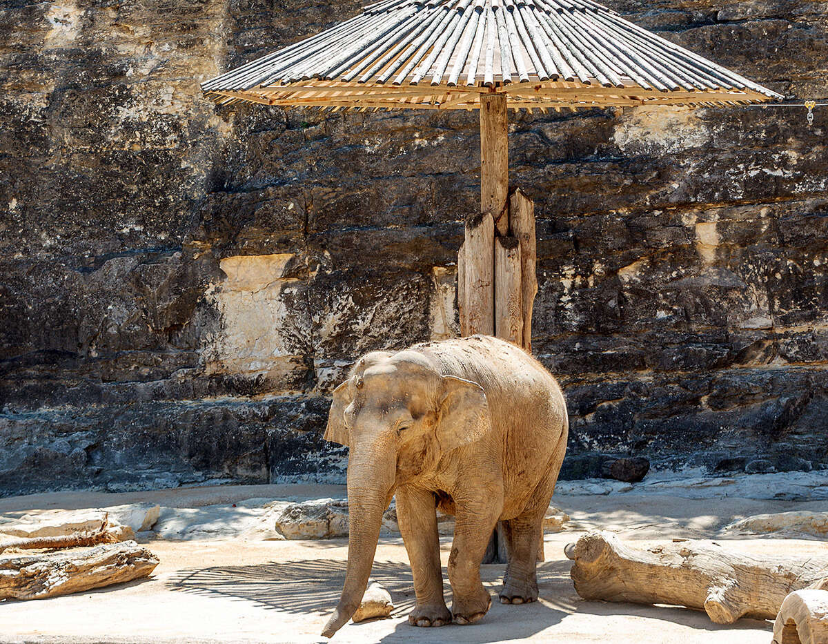 The San Antonio Zoo's Lucky has lived alone since the death of her penmate, Boo, early last year.