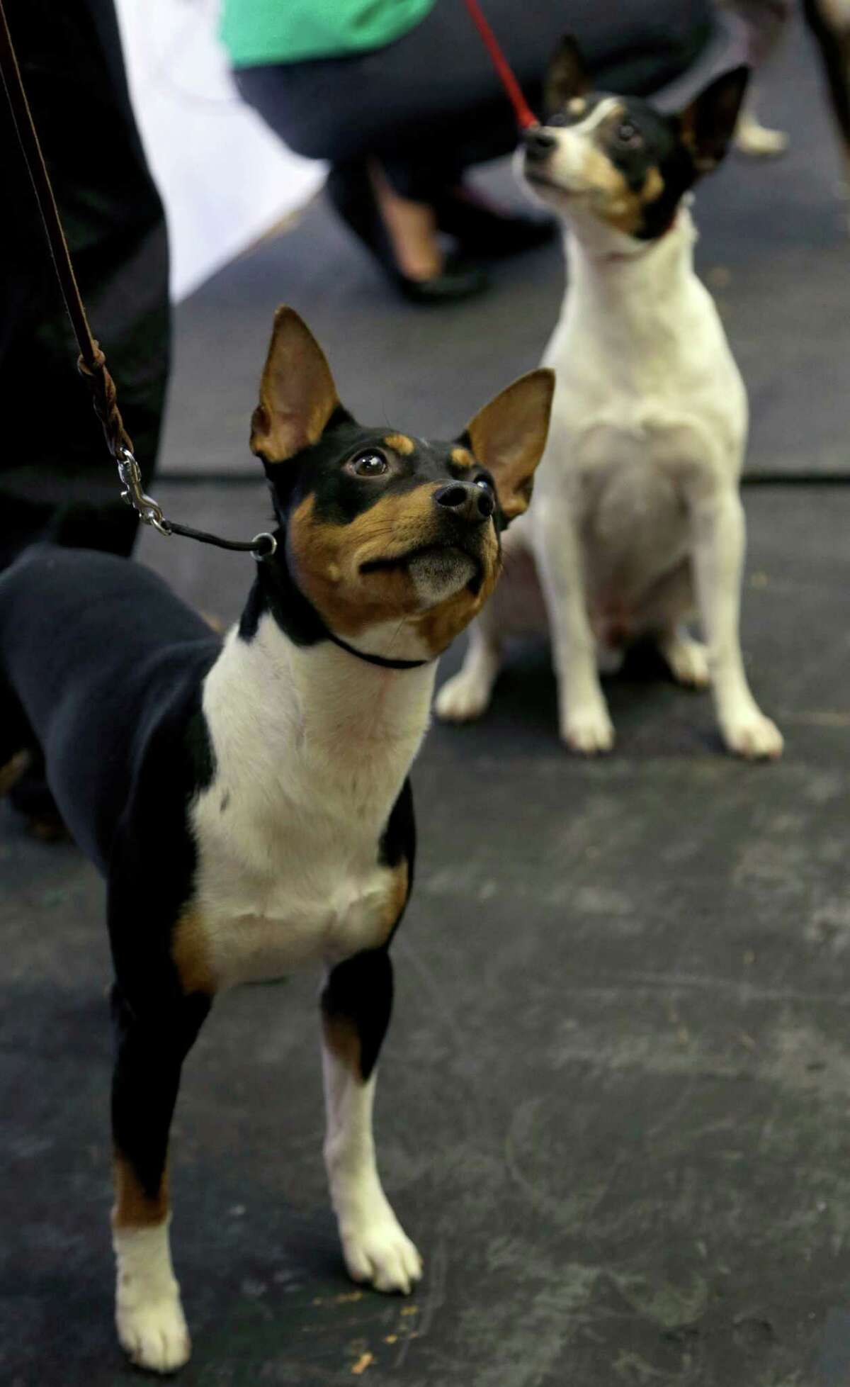 Westminster dog show adds event with mixed breeds