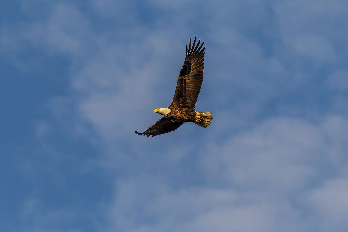 Bald eagles in Texas remain an amazing sight