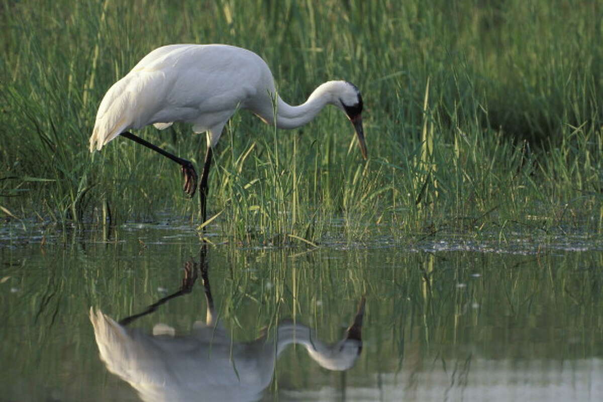 32 whooping crane chicks expected to fly to Texas