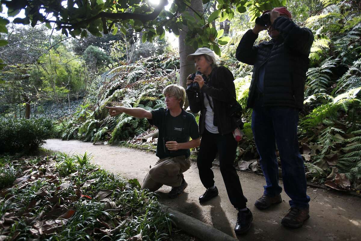 Logan Kahle, 16, left, points out the rarely spotted Gray Catbird to fellow birders Miki Nakanishi, center, and Bill Corns January 7, 2014 at the San Francisco Botanical Garden in Golden Gate Park. Kahle was one of a handful of people who had previously seen the bird in the area. It was Nakanshi's 9th time looking for the bird when she finally was able to spot it with Kahle and Corns' help. Kahle says he tries to go birding every day, but sometimes only makes it out 5 or 6 days out of a week. He's been birding since he became interested at a young age, when a teacher introduced him to the hobby.