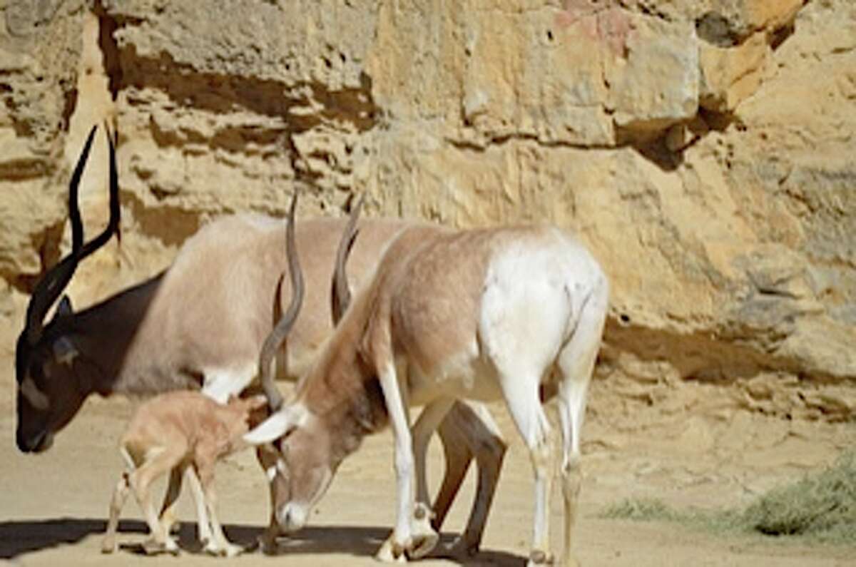 Two jaguars coming to San Antonio Zoo to mate