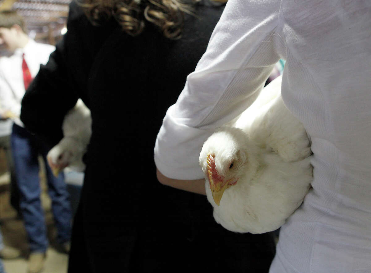 Crystal Barnett, 16, holds two chickens in her arms Monday, Jan. 20, 2014, as she heads to the arena for judging during the 41st annual Walter Gerlach Livestock Show at the Gerlach Show Barn off of Babcock Road.