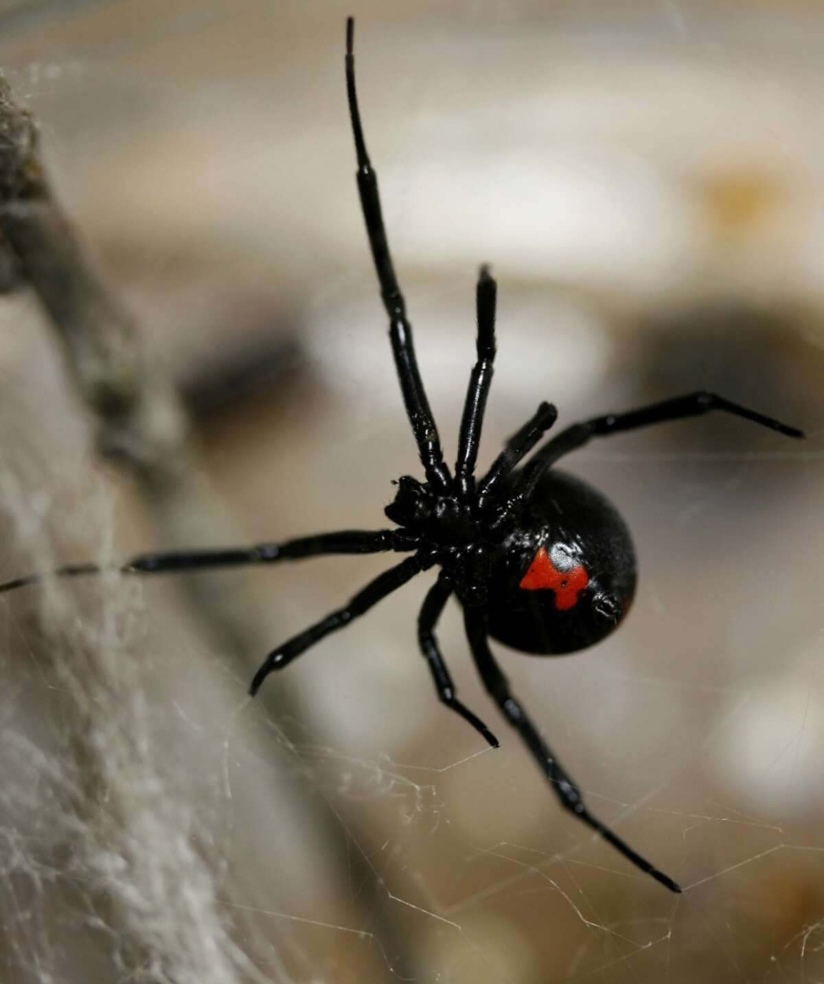 Black widow spider