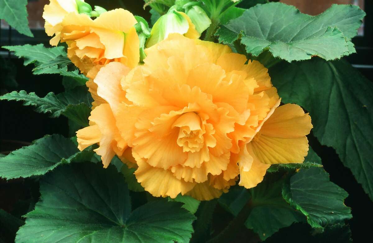 Moss in pot means begonia tubers' container mix too moist