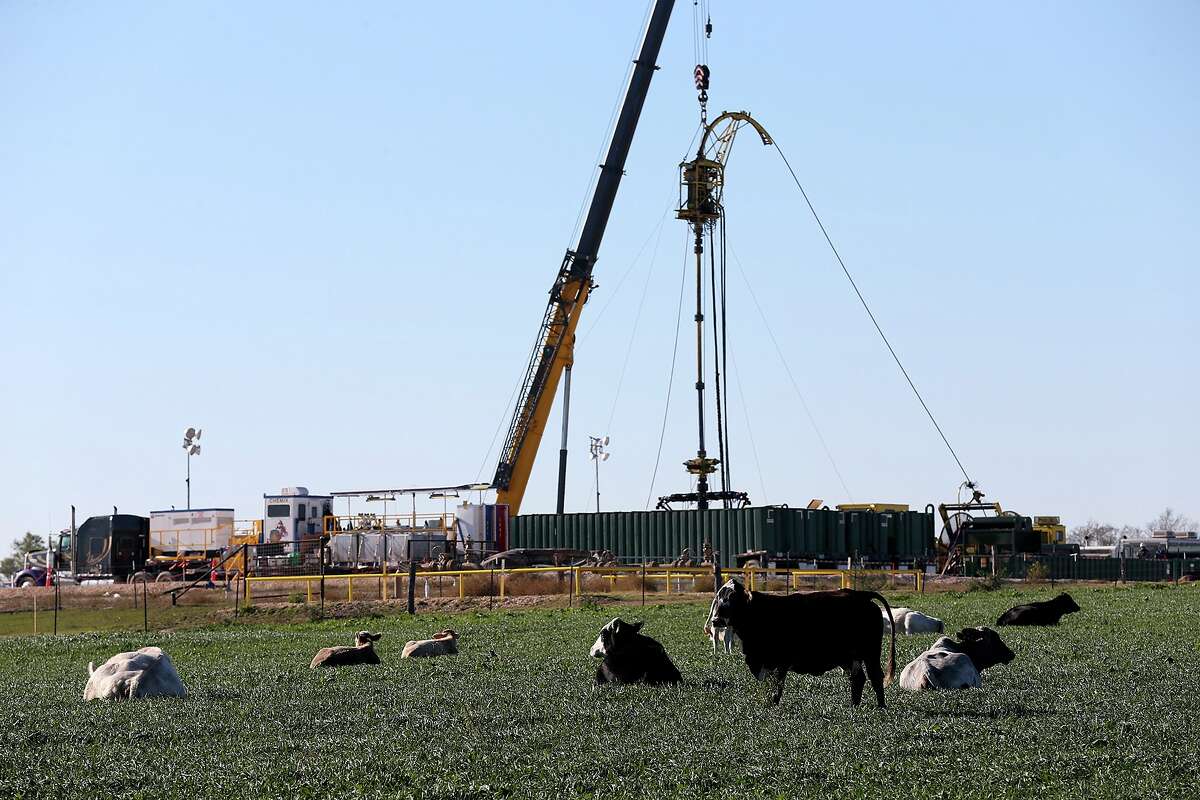 Cattle rest on a field near Helena, Texas in Karnes County, Sunday, Dec. 15, 2013. In the last four years, more than 2,000 drilling permits have been issued for Karnes County. Oil production rose from 318,952 barrels in 2009 to nearly 46 million barrels through the first 10 months of 2013.