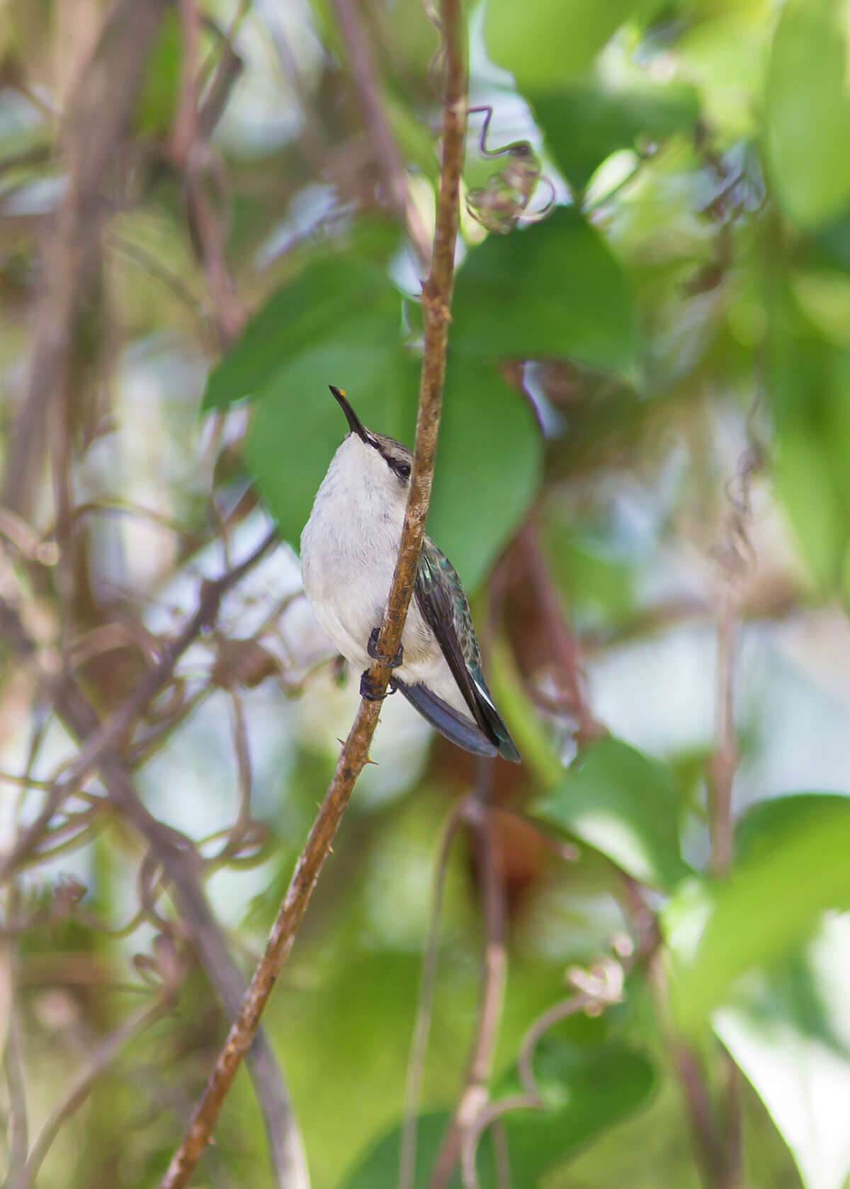 Trip to Cuba brings a coveted sight: a bee hummingbird