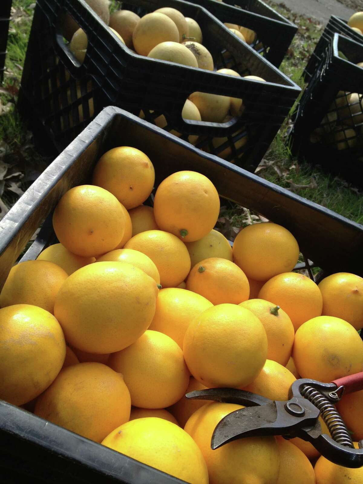 FruitShare provides its produce to Casa Juan Diego for distribution.