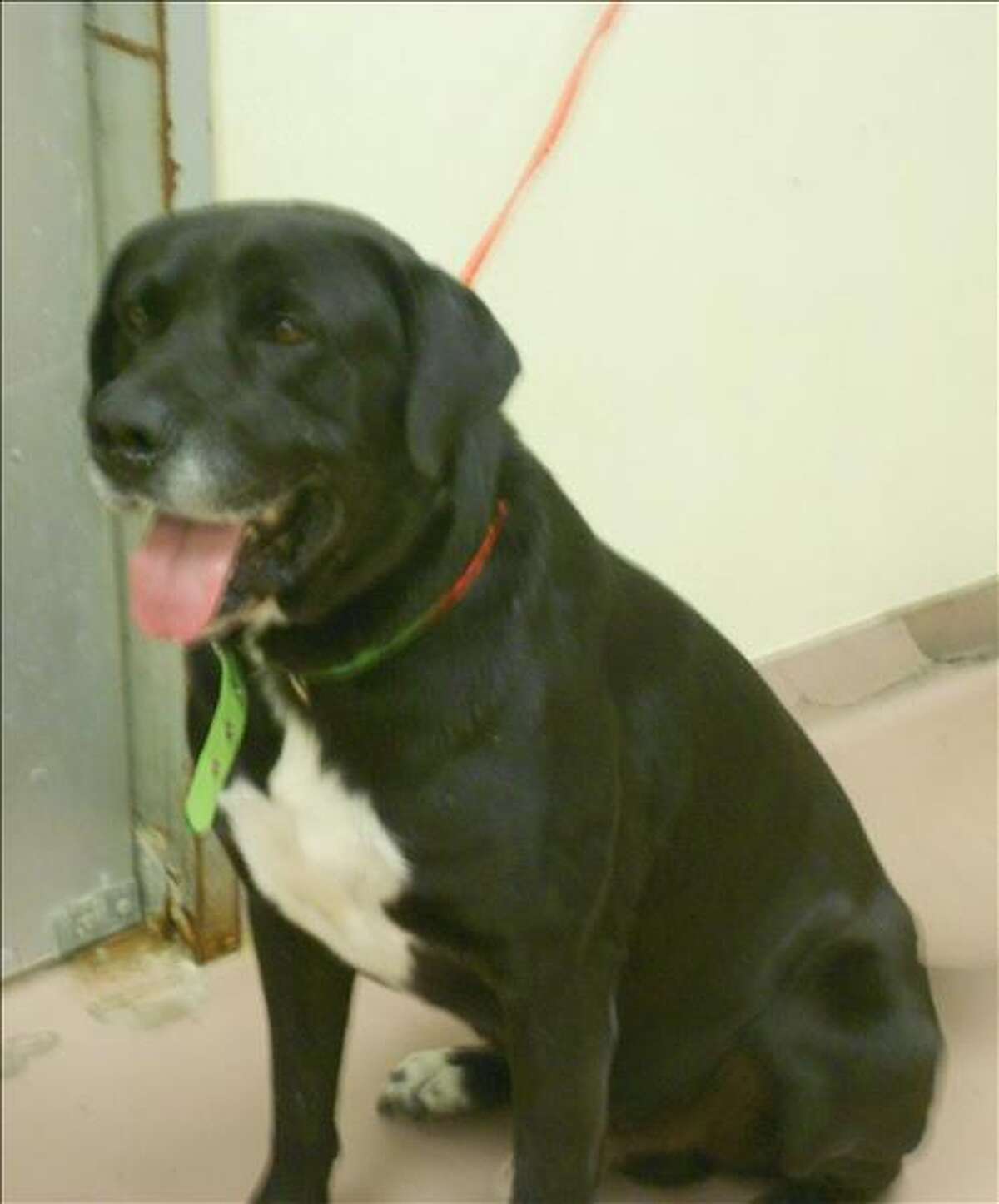 Adopt a dog for only 10 this weekend