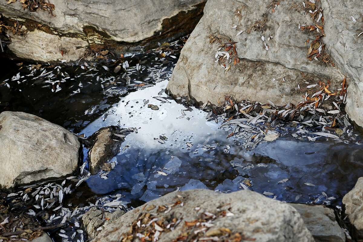 A popular spot for upstream-jumping salmon, pools in San Geronimo Creek stand still, January 24, 2014 in San Geronimo, near Fairfax, Calif.