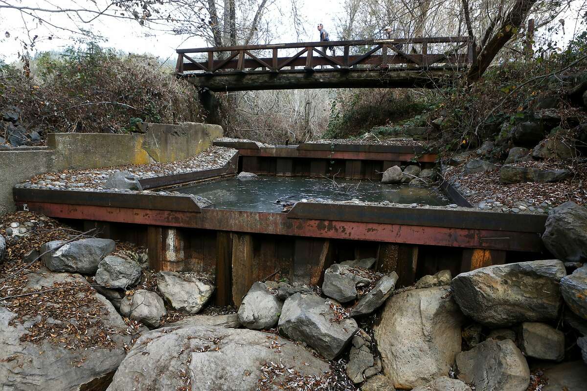 California drought threatens coho salmon with extinction