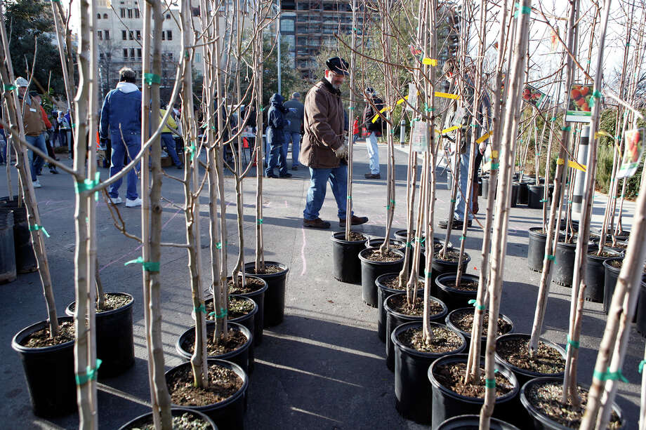 Pick Up A Free Tree At The Annual Jammin Jams Event At The Pearl