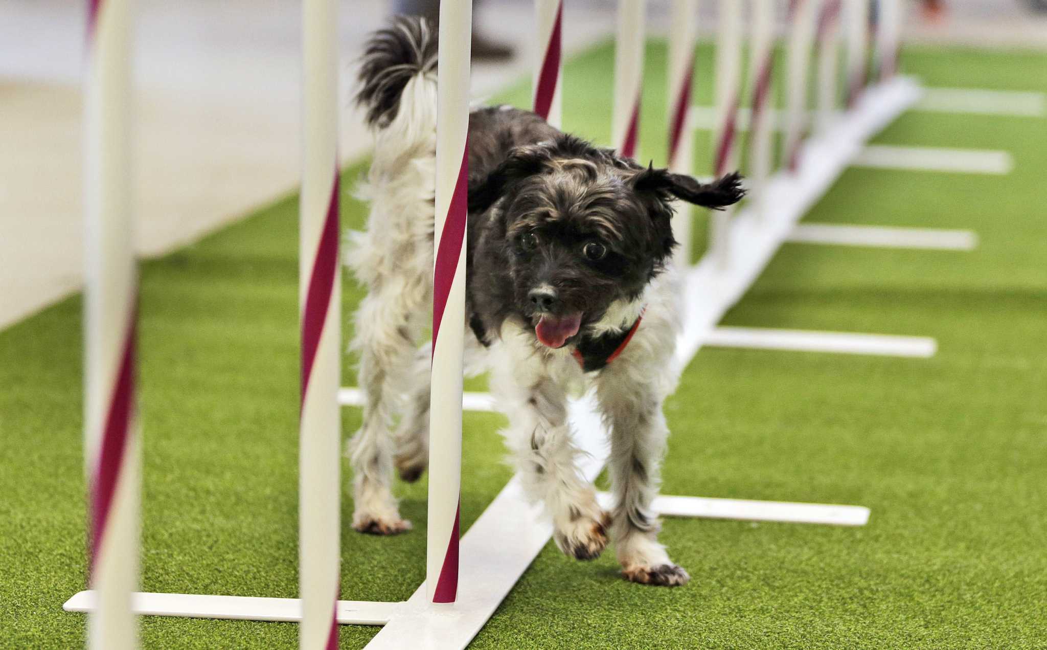 Change to Westminster show celebrates the everydog