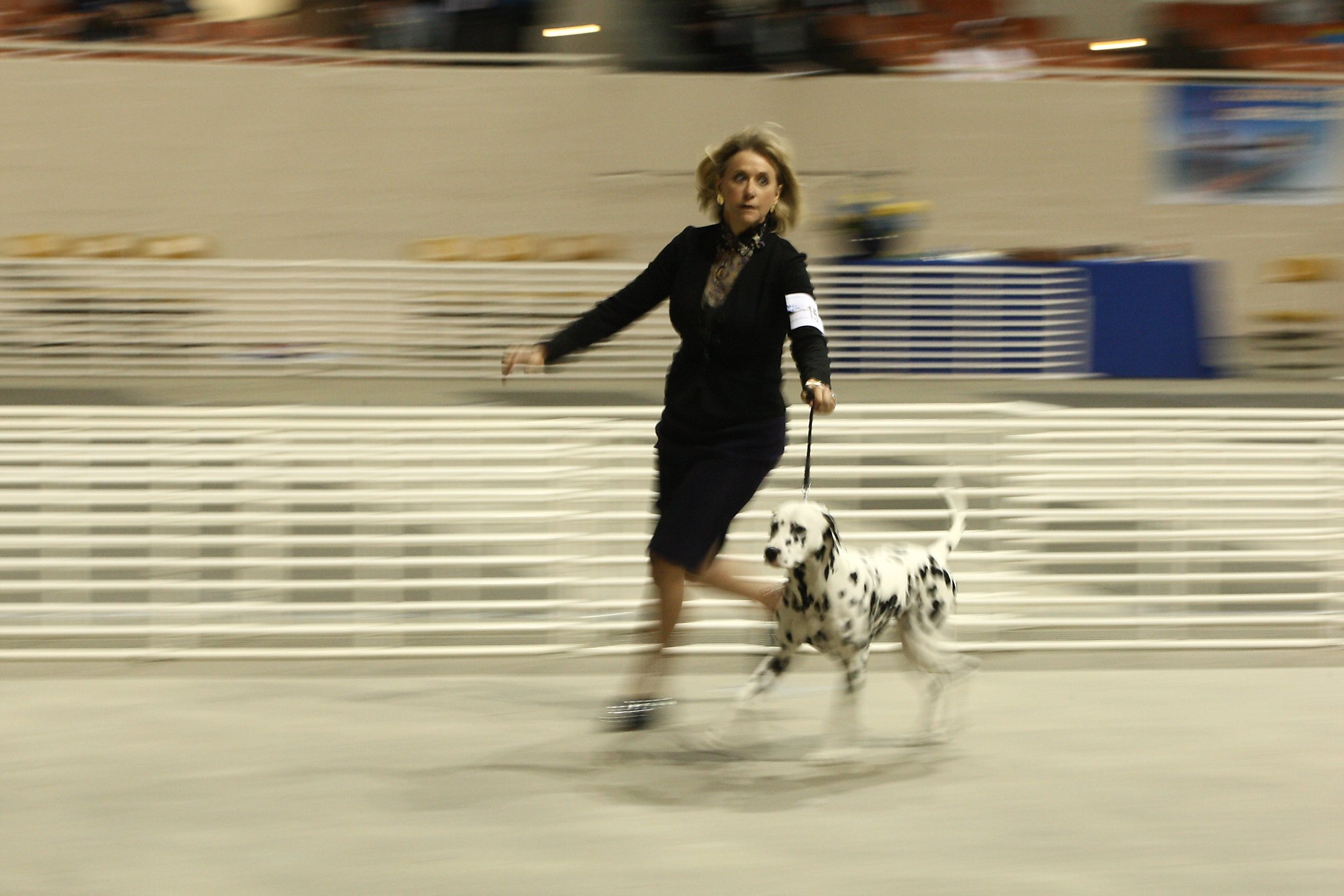 Best in breeds, biggest of fans at Cow Palace dog shows