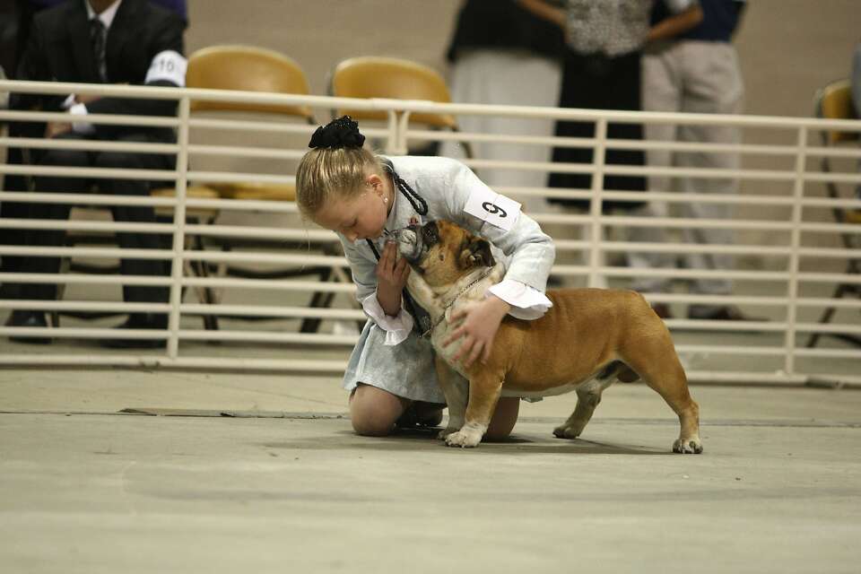 Best in breeds, biggest of fans at Cow Palace dog shows