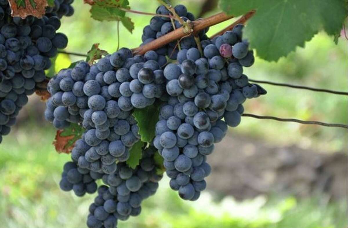 Follow the Connecticut Wine Trail Sit on a deck and sip a glass of Merlot overlooking the lush vineyards of 24 of Connecticut's wineries. Most offer tasting rooms and many offer tours.The wineries and vineyards of the Connecticut Wine Trail are all members of the Connecticut Vineyard and Winery Association. Call ahead for schedules and offerings.