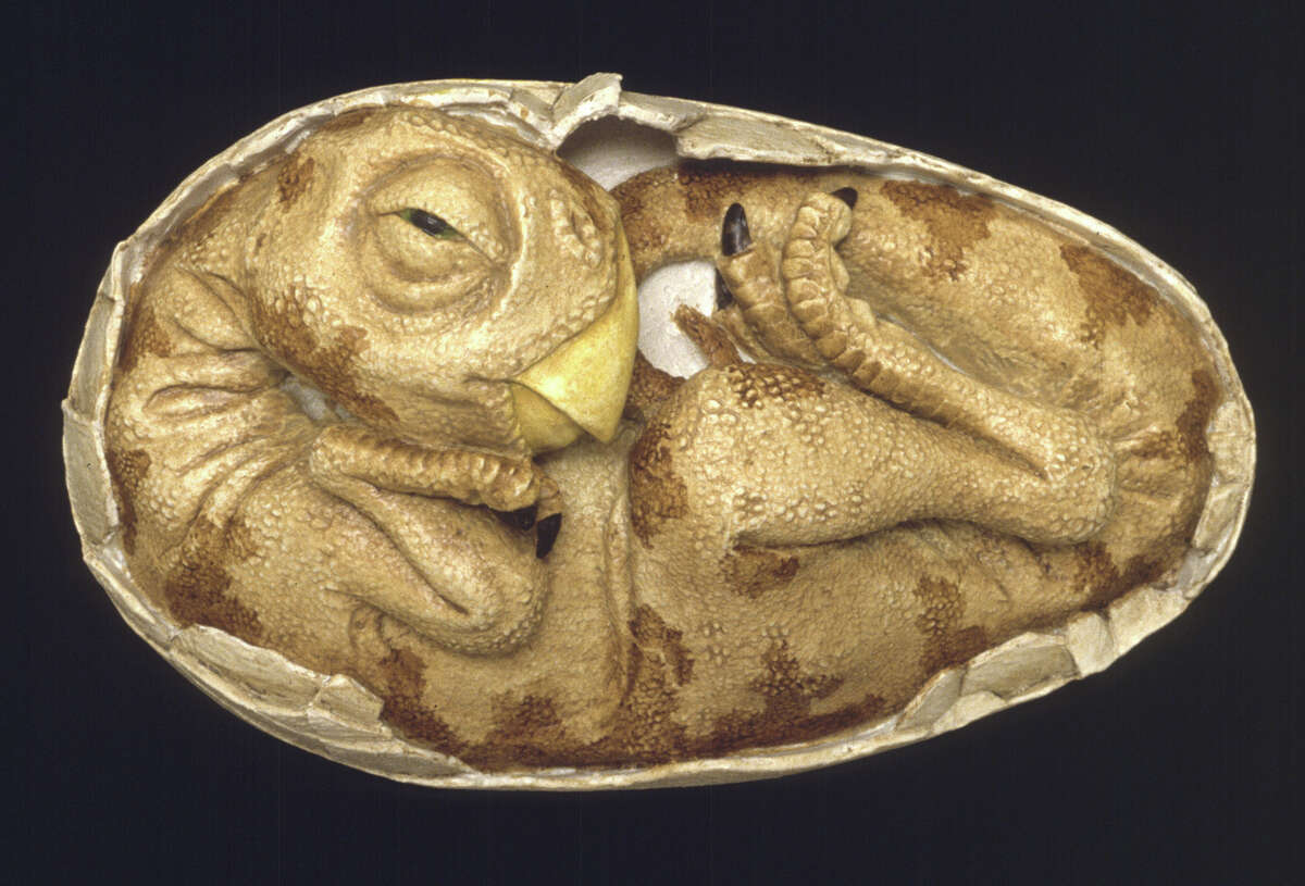 fossilized dinosaur eggs with embryos