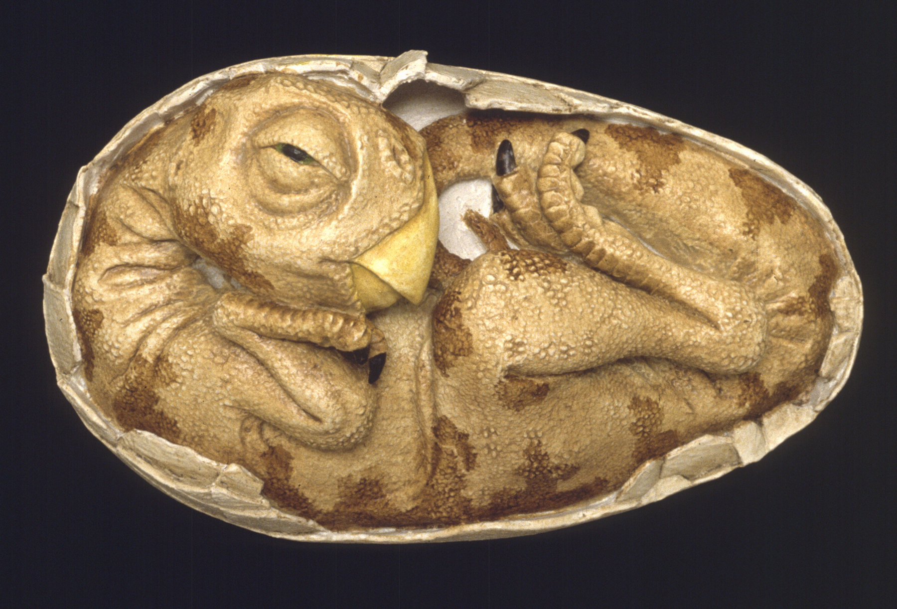 See fossilized dinosaur eggs, babies