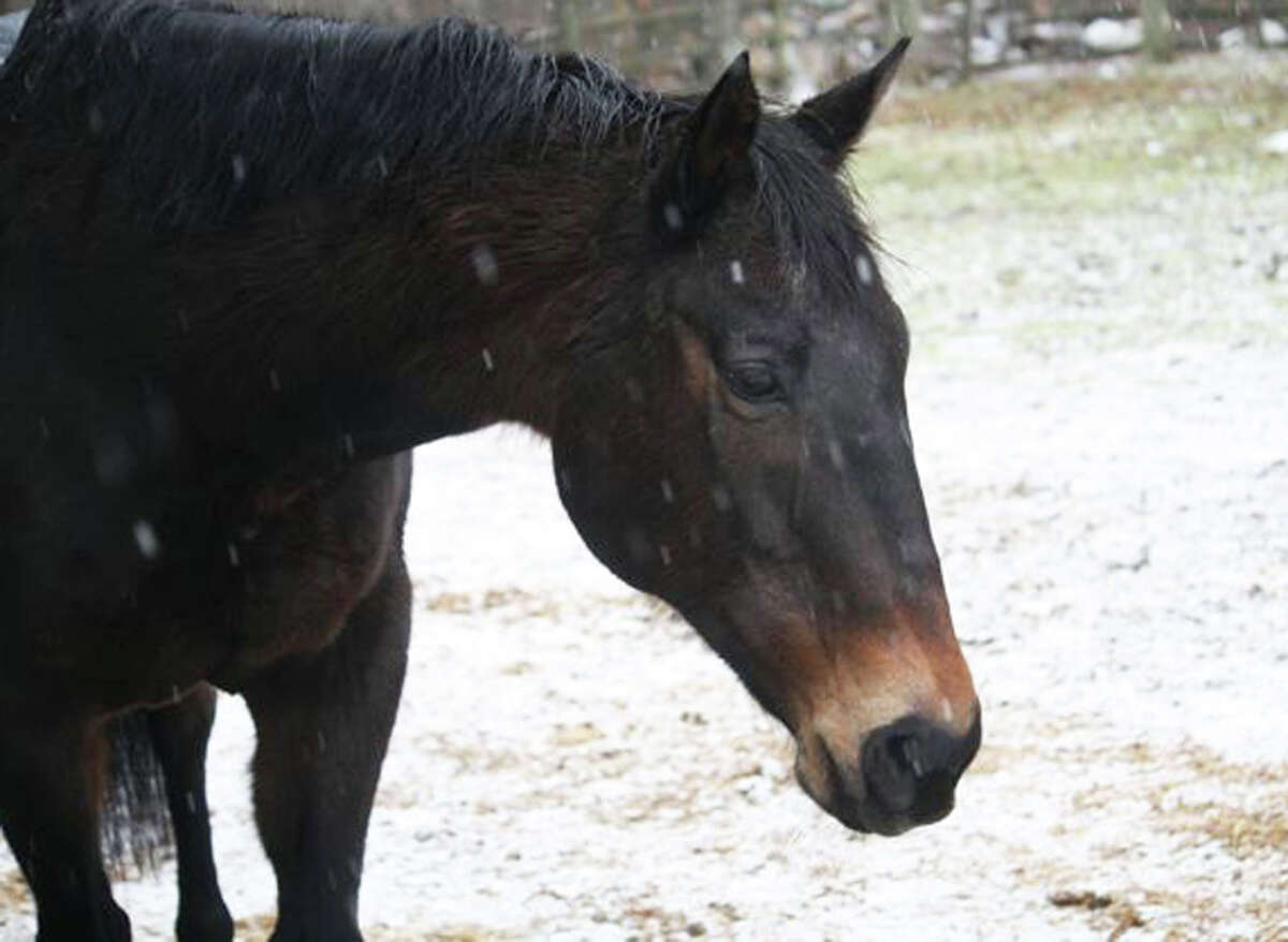 The Humane Organization Representing Suffering Equines (HORSE) of Connecticu,t based in Washington, will hold a ValentineâÄôs Day fundraiser to help support Juliet, the organizationâÄôs latest addition.Volunteers will sell ValentineâÄôs sponsorships for the 23-year-old Registered Thoroughbred equine Feb. 13 from 10 a.m. to 3 p.m. outside Walmart on Route 7 in New Milford. For more information, call HORSE at 860-868-1960 or visit www.horseofct.org.