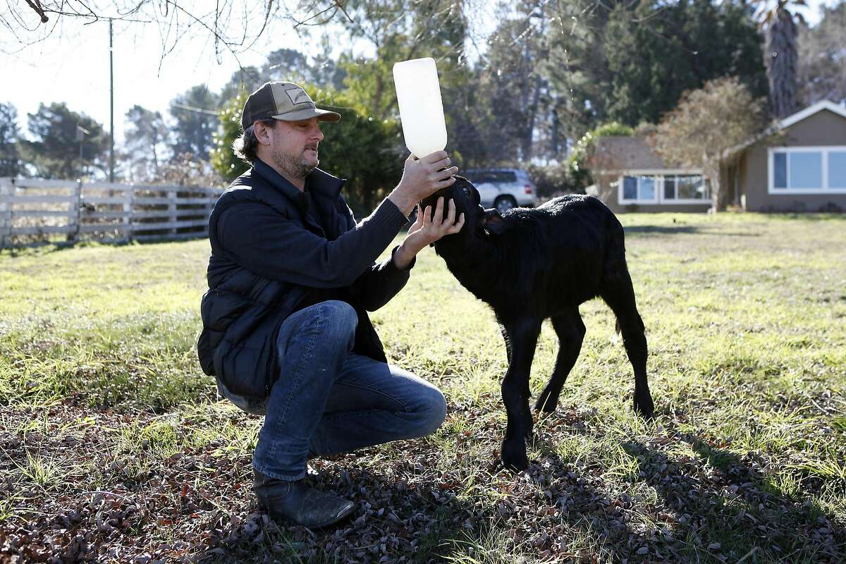 Owner Andrew Zlot poses for a portrait while bottle feeding a young water buffalo calf named Angelina at Double 8 Dairy in Petaluma, CA, Wednesday, January 22, 2014.