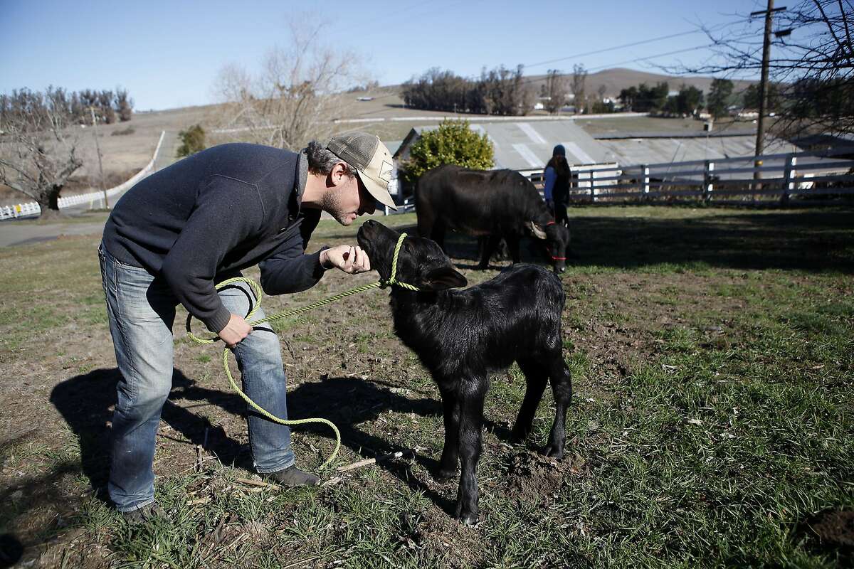 Farm owner Andrew Zlot scratches the chin of 2 day old Zoey as she gets to walk around in a grassy area for the first time at Double 8 Dairy in Petaluma, CA, Wednesday, January 22, 2014.