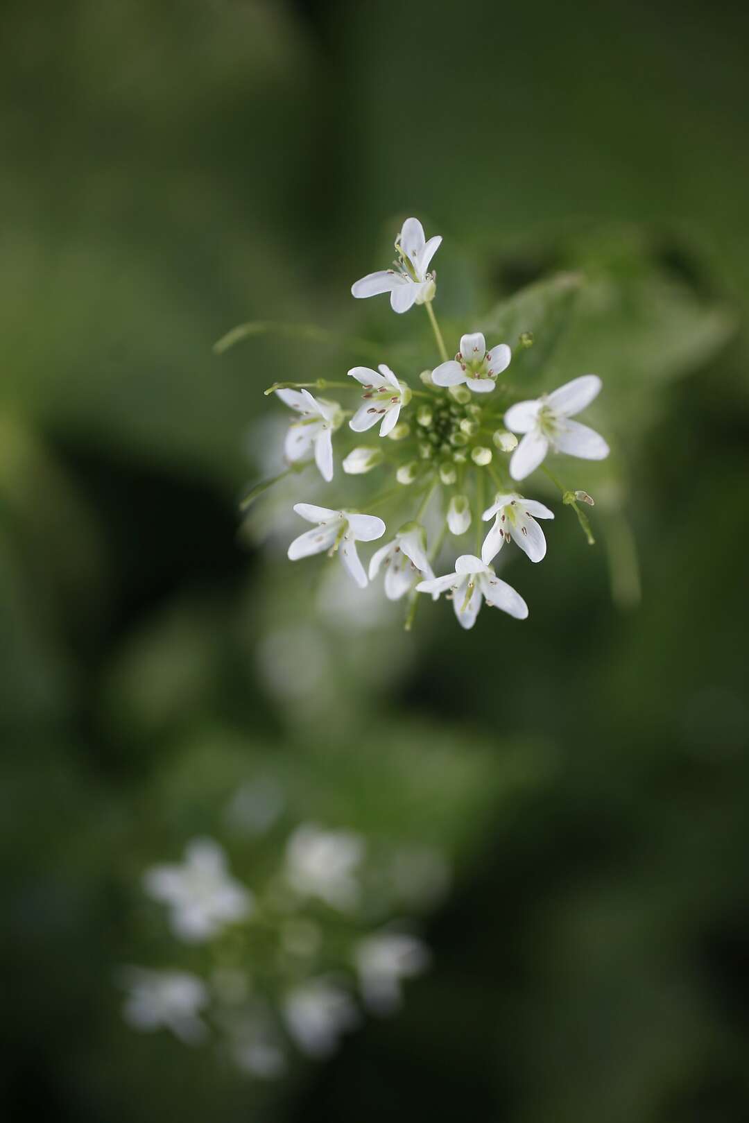 Half Moon Bay Wasabi Co. the product is a hot item