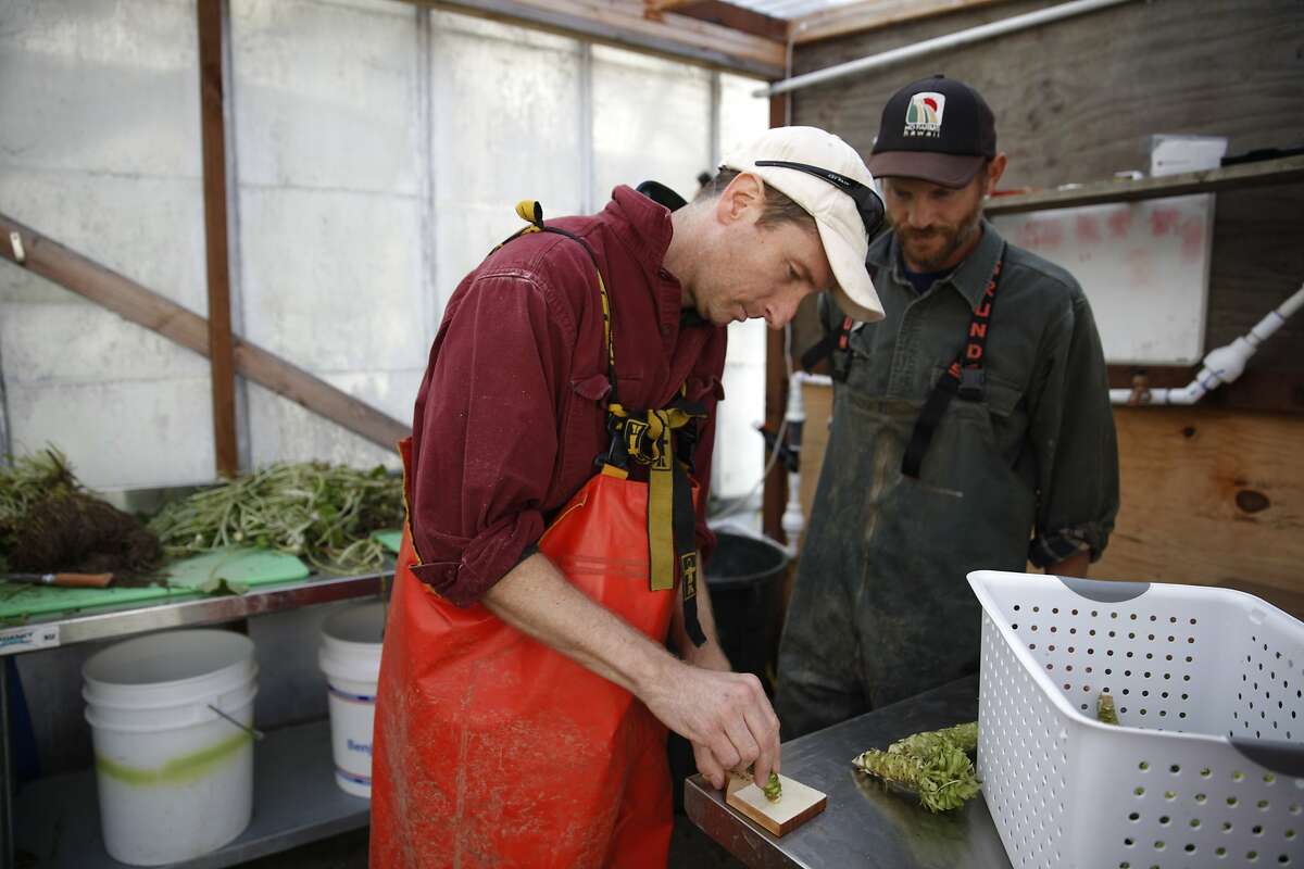 Jeff Roller (l to r), co-owner Half Moon Bay Wasabi Co., grates the rhizome of a wasabi plant on a grater made with shark skin or ray skin in a shed at the Half Moon Bay Wasabi Co. as Half Moon Bay Wasabi Co. co-owner Tim Hall watches, on Monday, January 27, 2014 in Half Moon Bay, Calif.