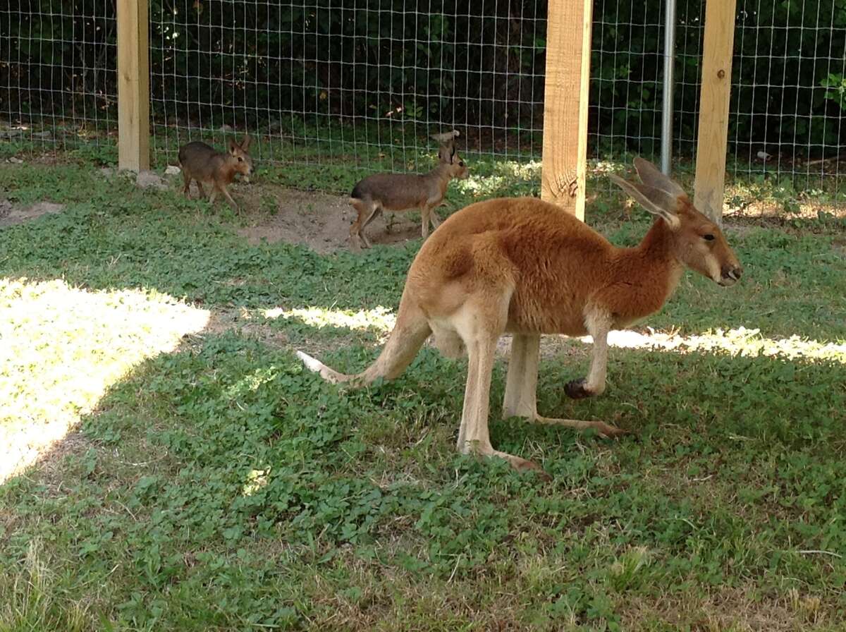 Dogs kill pet kangaroo, kinkajous in NE Harris Co.