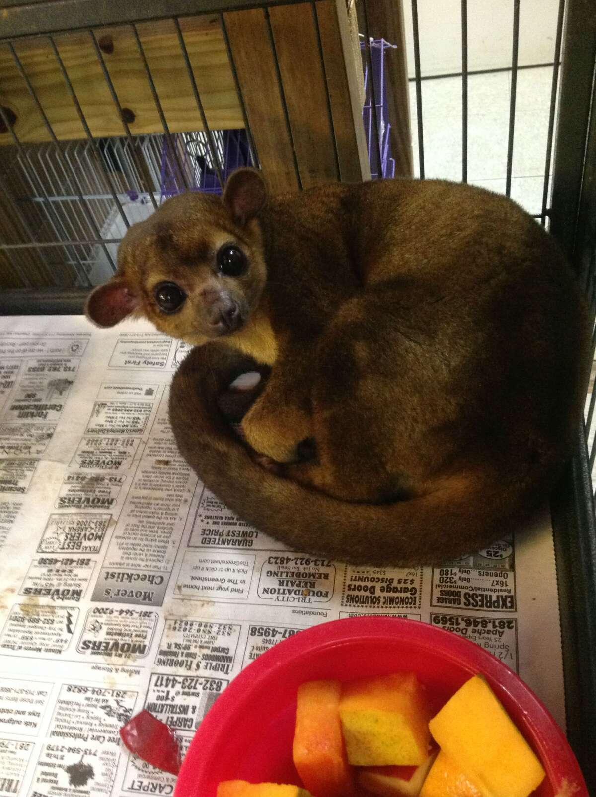 Dogs kill pet kangaroo, kinkajous in NE Harris Co.