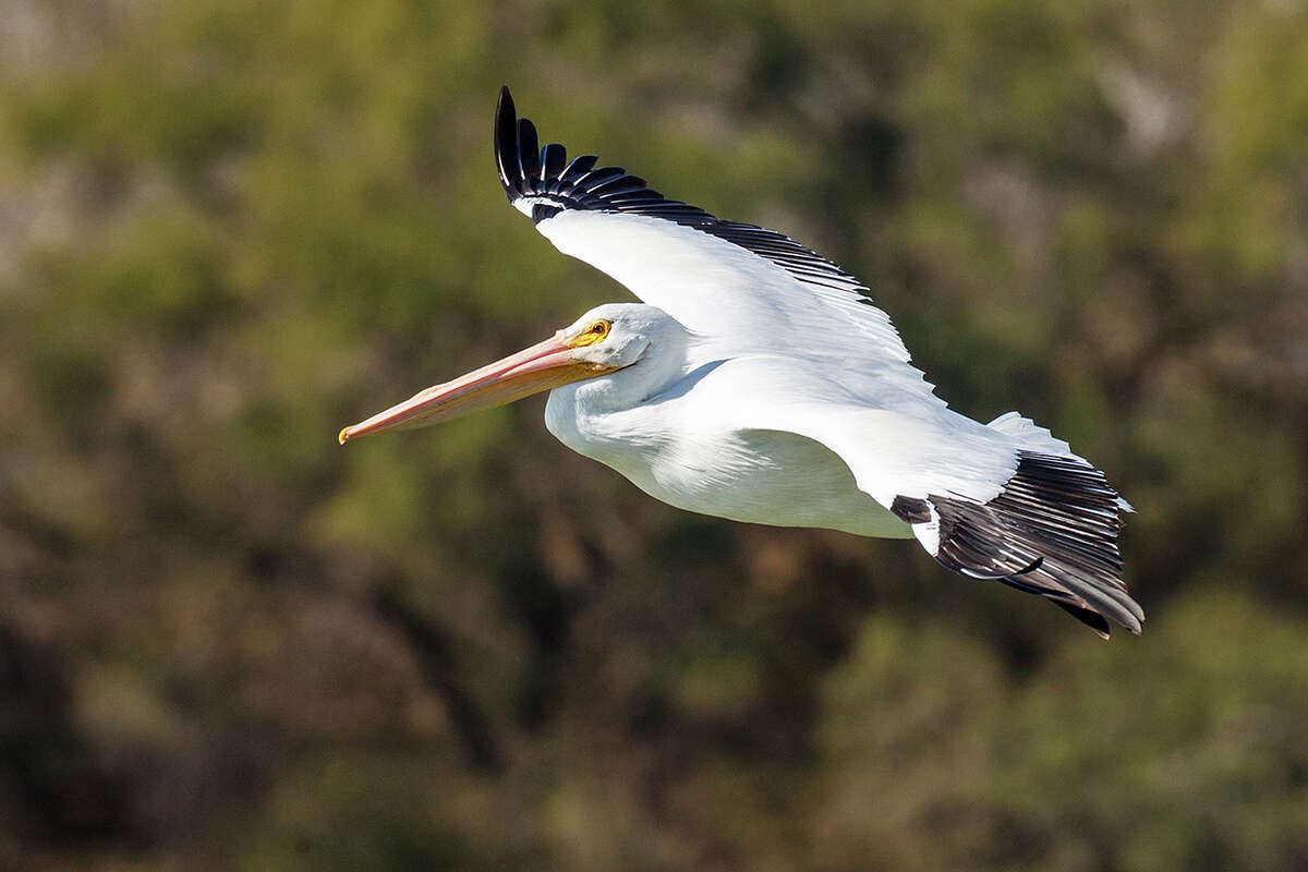 An American White Pelican takes flight at the Mitchell Lake Audubon Center on Sunday, Jan. 26, 2014. Photo by Marvin Pfeiffer / Prime Time Newspapers