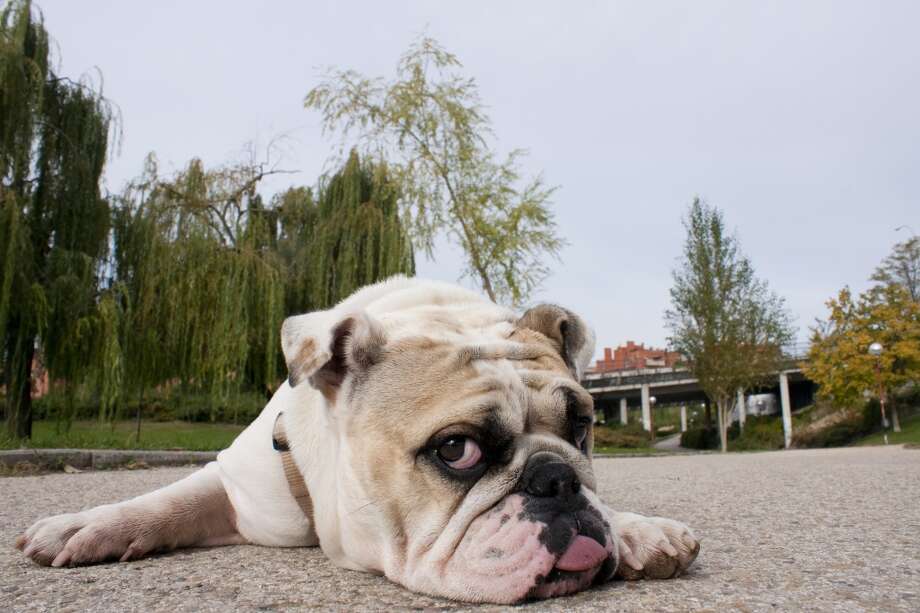 The 20 most popular dogs in Seattle