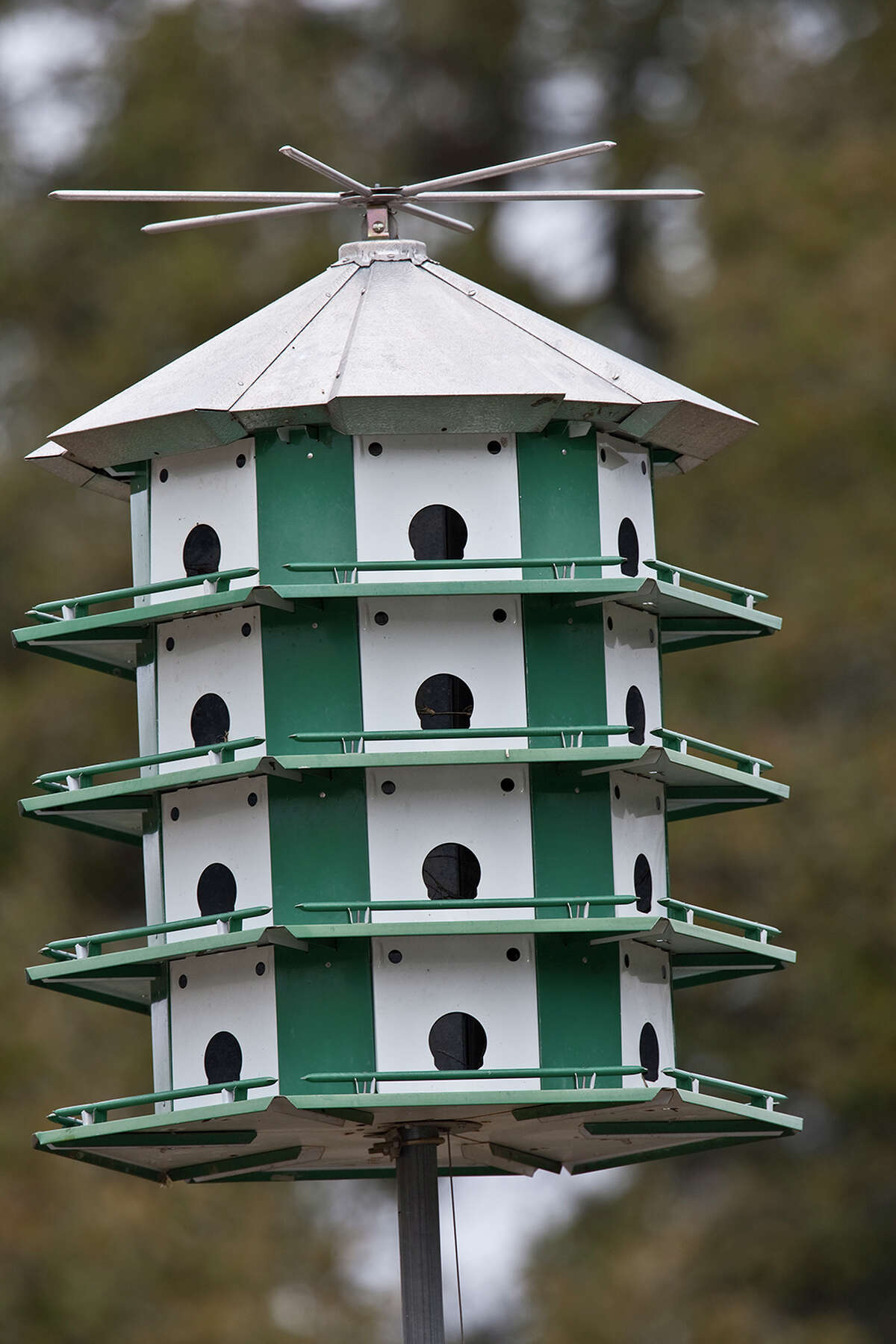 get-purple-martin-houses-ready-for-birds-return