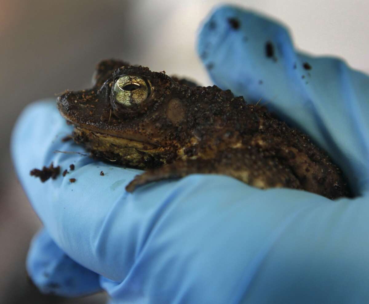 Oakland Zoo's push to save Puerto Rican crested toad