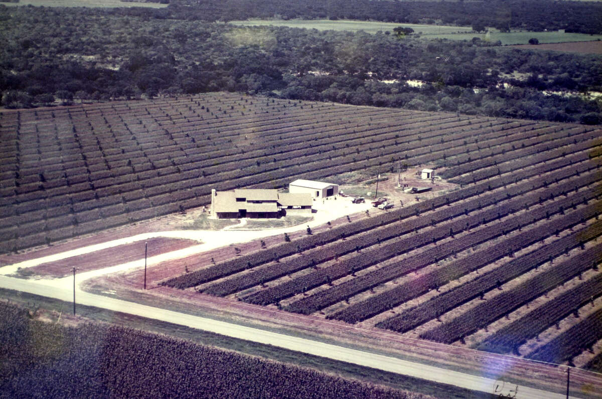 METRO/DAILY -- This is a copy of an aerial picture taken in 1981, one year after Glenn Bragg planted his pecan orchard.