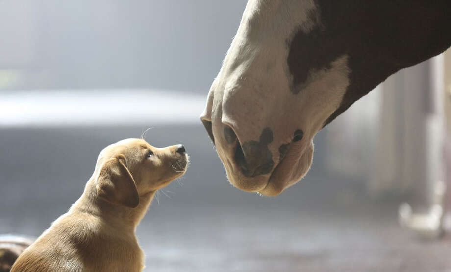 anheuser-busch tugged at viewers heartstrings with the touching