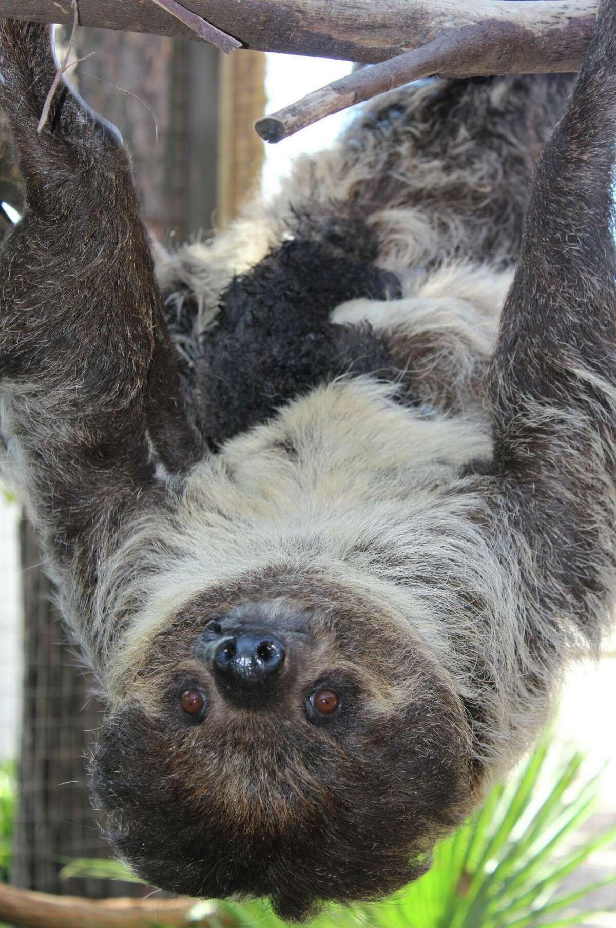 large cuddly sloth