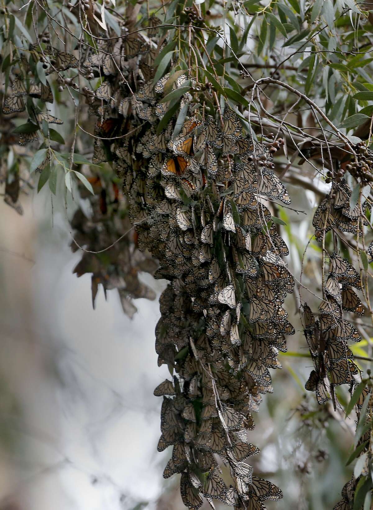 Clusters of Monarch butterflies cling to a blooming eucalyptus tree at the Natural Bridges State Beach Sunday February 2, 2014 in Santa Cruz, Calif. Mexico scientists have noted a 43 percent drop in the monarch butterfly population that is wintering in that area. There may also be an increase in the numbers of monarchs wintering in California.