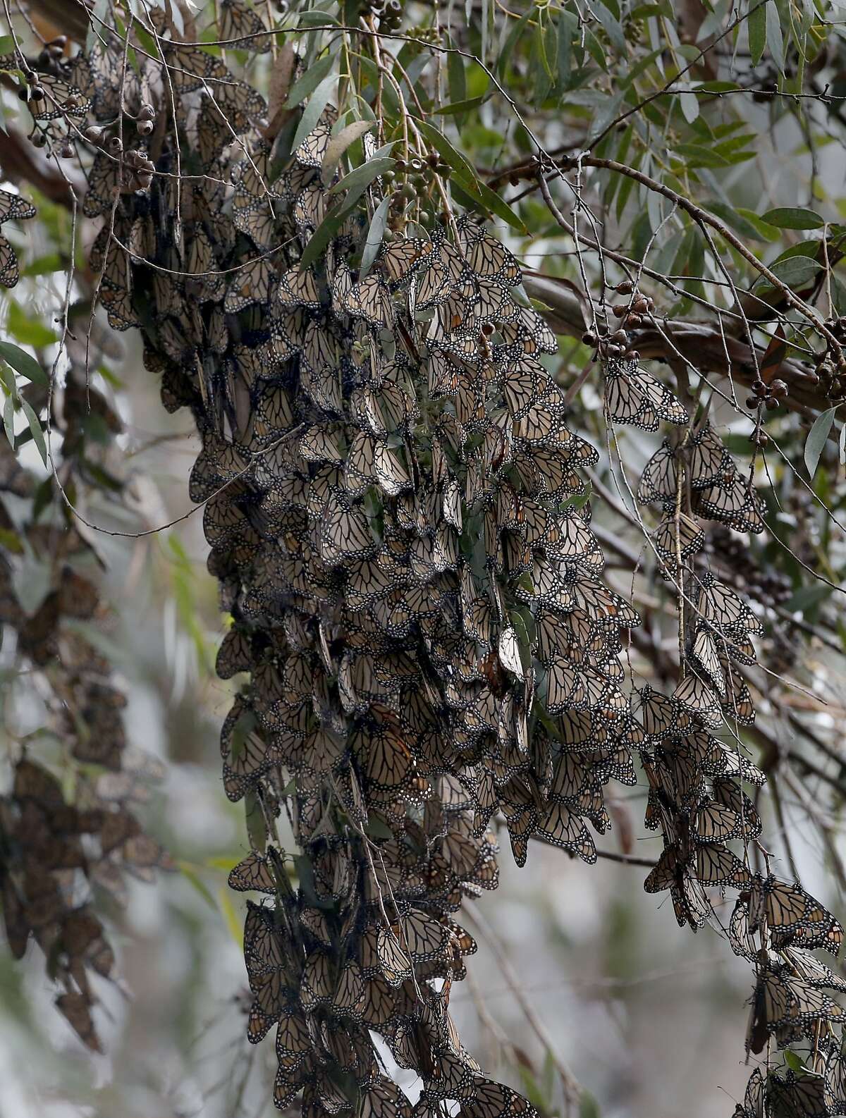 A cluster of Monarch butterflies hang on a blooming eucalyptus tree at the Natural Bridges State Beach Sunday February 2, 2014 in Santa Cruz, Calif.