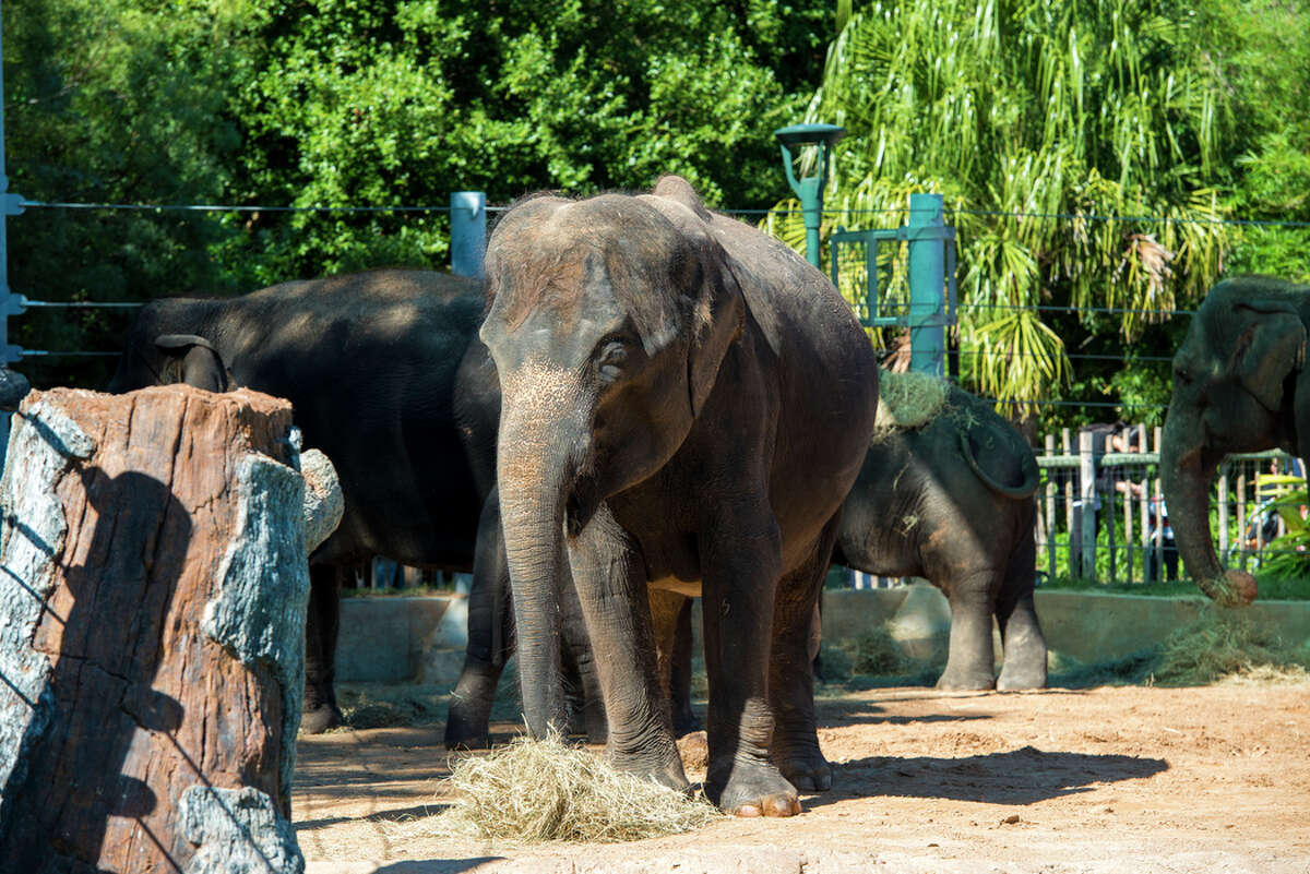 Houston Zoo expecting a new baby elephant any day now