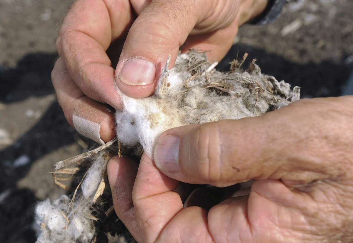 Farmer Bobby Nedbalek explained in December that cotton seeds in crop residue that normally would have sprouted in September hadn't sprouted yet in his field near Sinton because of the drought. The Stacked Income Protection Plan is unique to cotton growers.