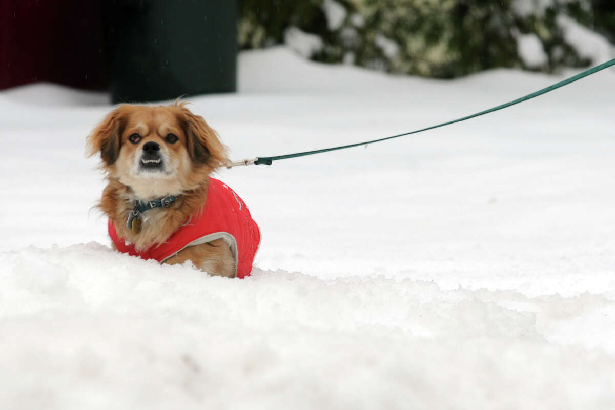 A dog walks in the snow in Stratford, Conn., Feb. 5, 2014.