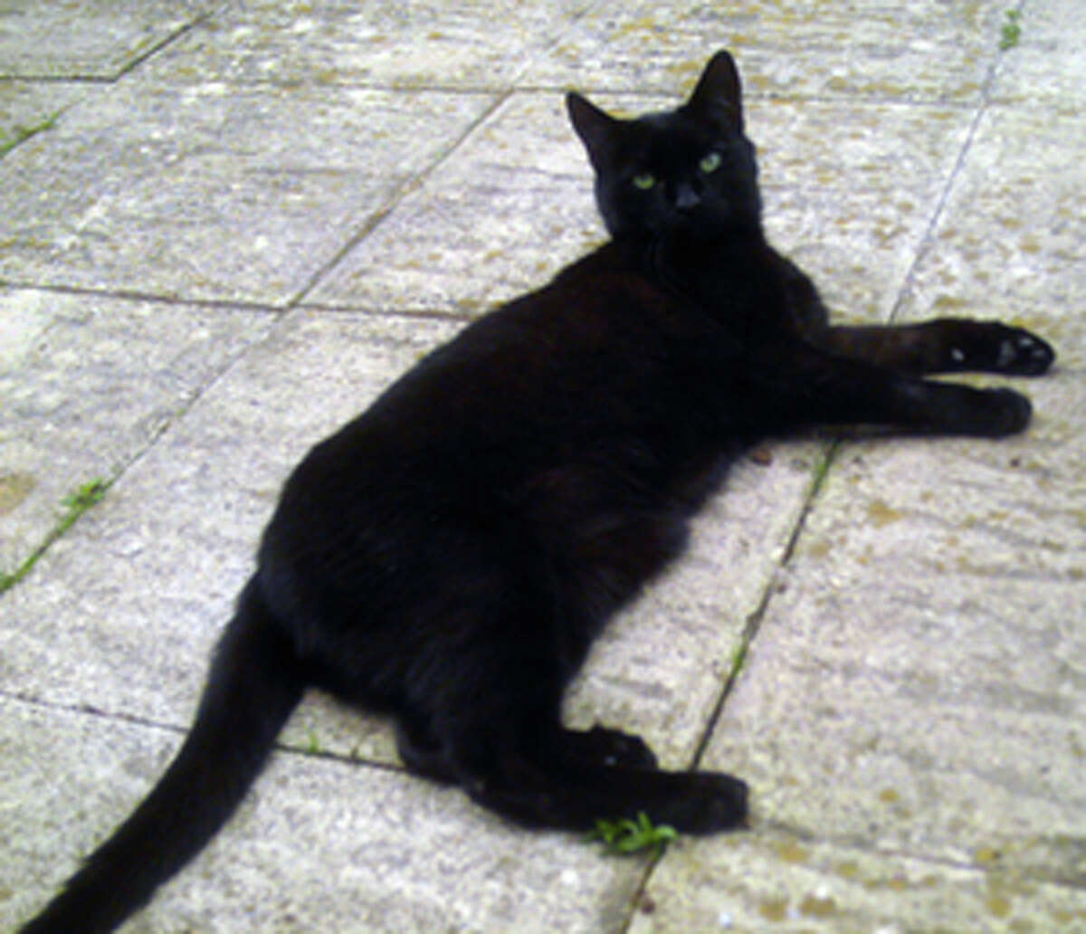 Бомбейская черная кошка10