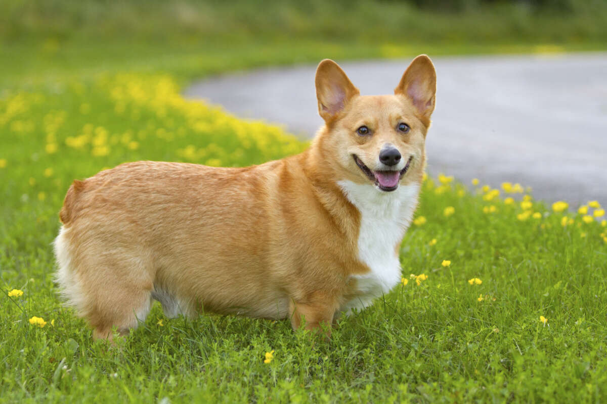 The most popular dog in Seattle is ...