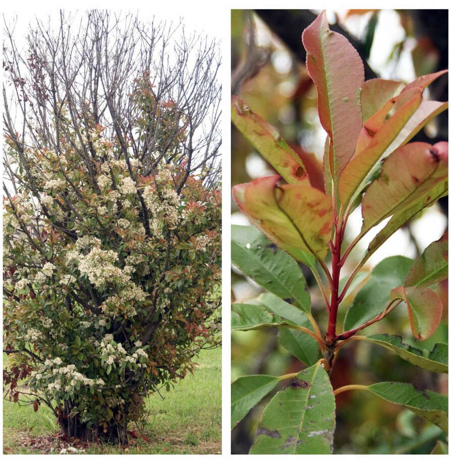Neil Sperry Redtip Photinia Fertilizing E Myrtles Moving Entomosporium Leaf Spot Is A Fungal Disease Killing Redtip Photinias Across The Country Photo