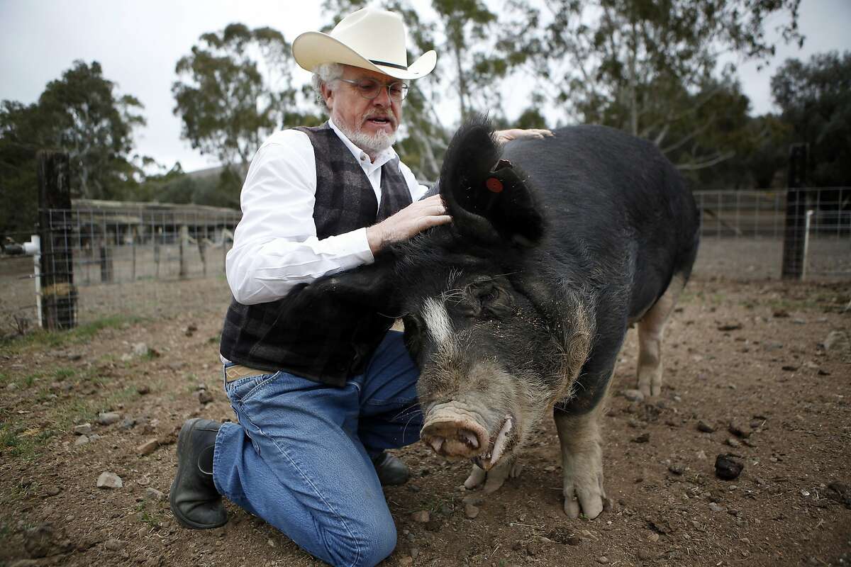 Lee Hudson scratches the head of a large sow that he raises at his Hudson Ranch property in Napa, CA, Wednesday, January 29, 2014.
