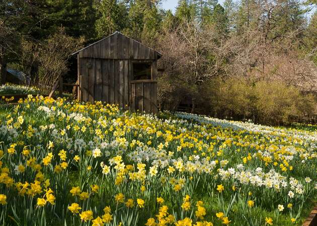 Daffodil Hill will not open this season, ranch says