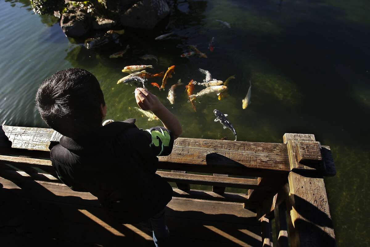 Christian Yanez feeding several coy at the Hayward Japanese Gardens in Hayward, Calif. on Friday, Jan 31, 2014. The Hayward Japanese Gardens are located near downtown Hayward, the gardens are designed along traditional lines. They are maintained by the Hayward Area Recreation and Park District