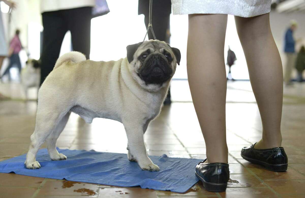 5 things to know about the Westminster dog show